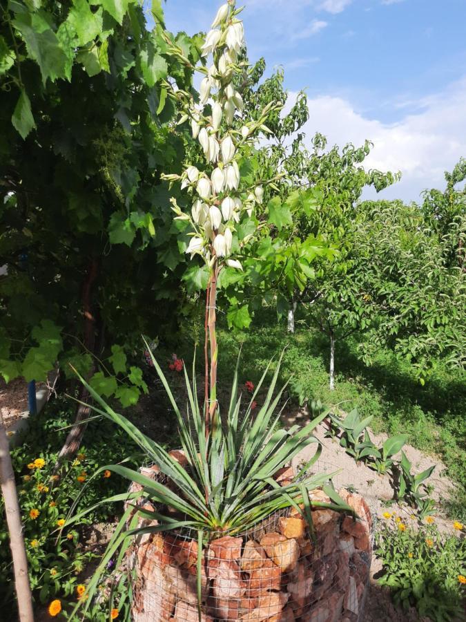 Ararat B&B Ch'iva Luaran gambar